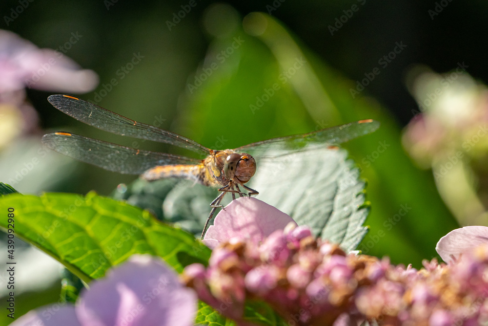 A gorgeous dragonfly sitting on a hydrangea A gorgeous dragonfly sitting on a hydrangea