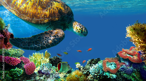 underwater sea turtle swims photo