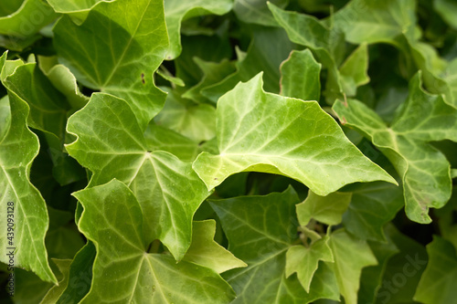 Close-up detail of green ivy leaves.