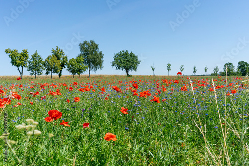 A beautiful summer meadow with flowers and poppy photo