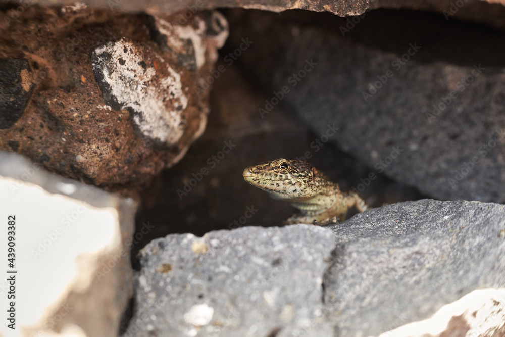 Common lizard hidden in rocks. Macro photo of animal spotted in Madeira, Portugal.
