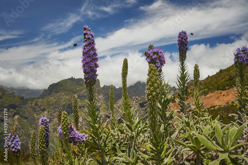 Pride of Madeira (Echium candicans), a flower endemic to Madeira photo