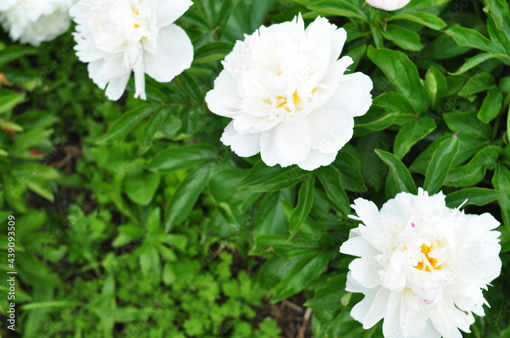Obraz premium Blooming of peonies bushes in the garden in summer.Natural background copy space