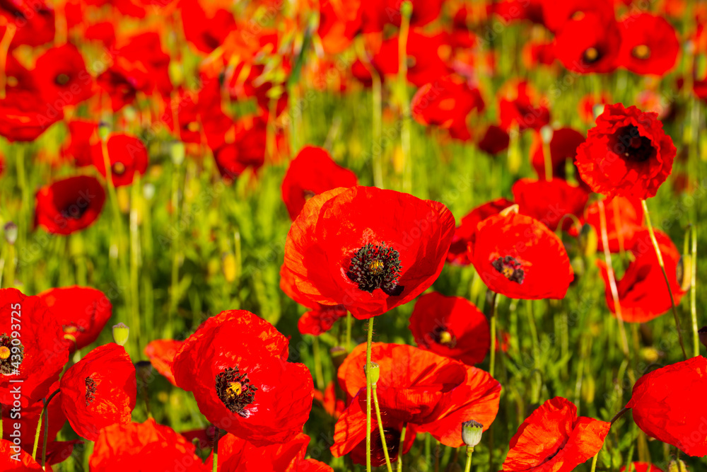 Mohnblumenfeld im Sonnenschein, blauer Himmel Mohnblumenfeld im Sonnenschein, blauer Himmel