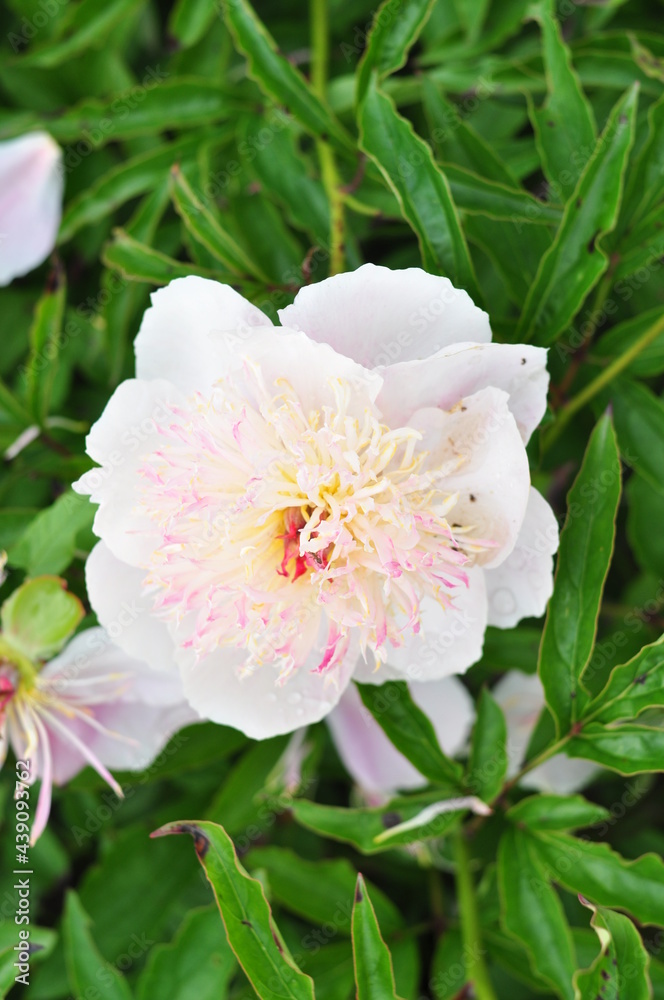 Blooming of peonies bushes in the garden in summer.Natural background copy space Blooming of peonies bushes in the garden in summer.Natural background copy space