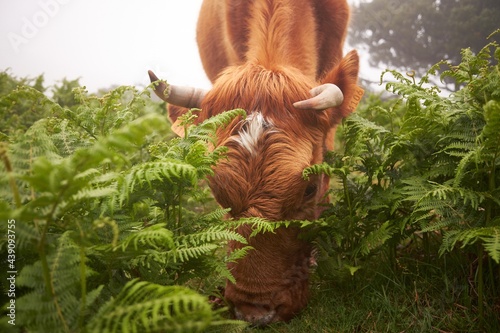 Brown cow bull feeding in ferns. Closeup photo taken in Fanal, Madeira island, Portugal during foggy day.