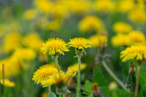 Yellow dandelion flowers (Taraxacum officinale). Dandelions field background on spring sunny day. Blooming dandelion. plant Taraxacum officinale at the time of mass flowering. 