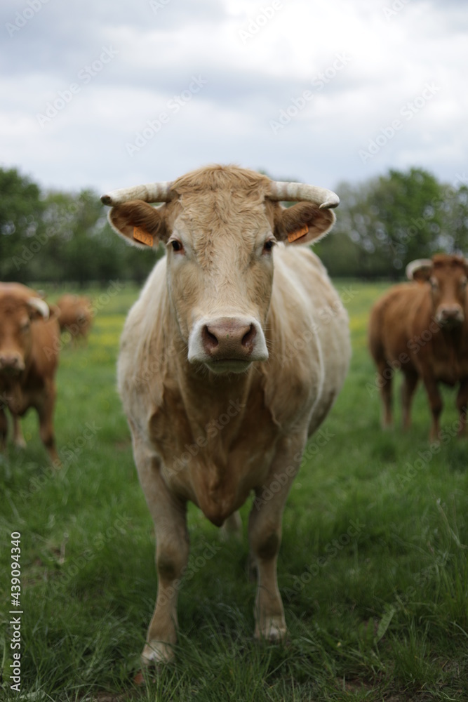 Vache heureuse