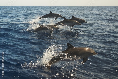 Obraz na płótnie Beautiful jumping bottlenose dolphins spotted in sea near Madeira, Portugal