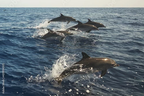 Obraz Beautiful jumping bottlenose dolphins spotted in sea near Madeira, Portugal. Atlantic ocean.