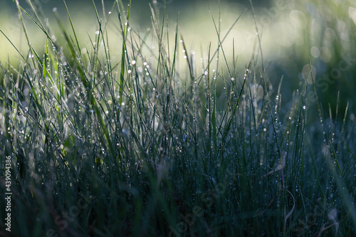 Fresh green grass on dew drops, wet grass. Transparent droplets of dew in grass on summer morning sparkle in sunlight in nature. Fresh morning dew on spring grass, natural background. 