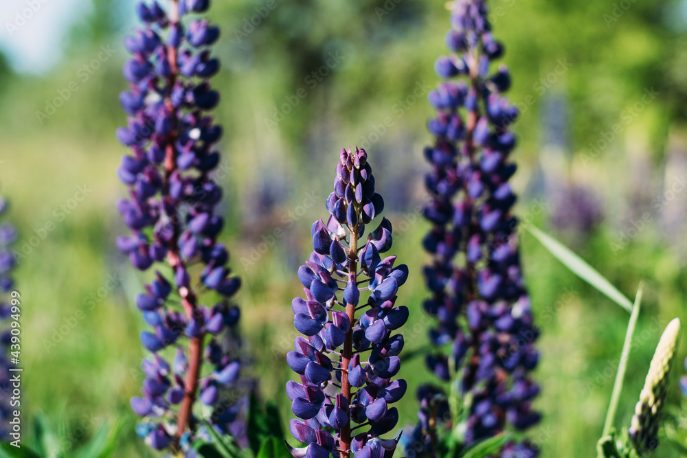 Lupine blooms in the field in sunny weather. Lupine blooms in the field in sunny weather.
