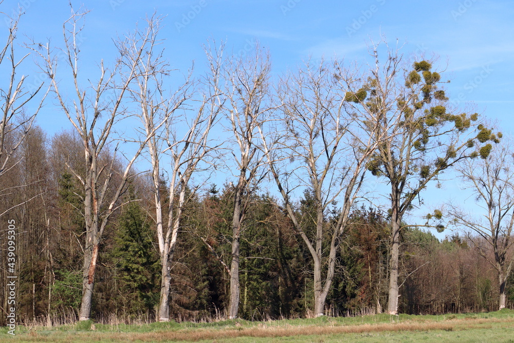 four dry trees cut by beavers, doomed to wither four dry trees cut by beavers, doomed to wither