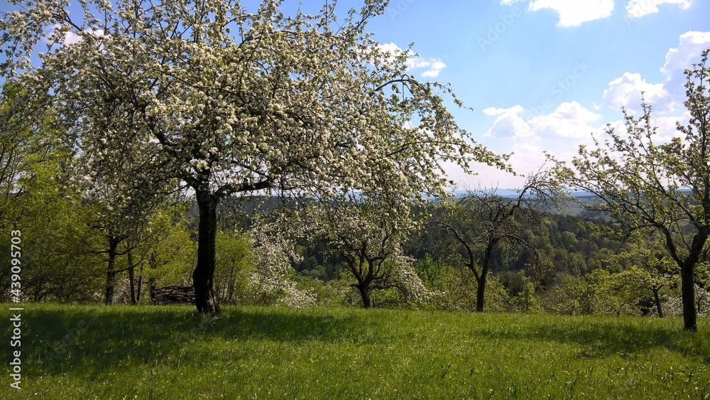 Obraz premium nature fields and woods in summer 