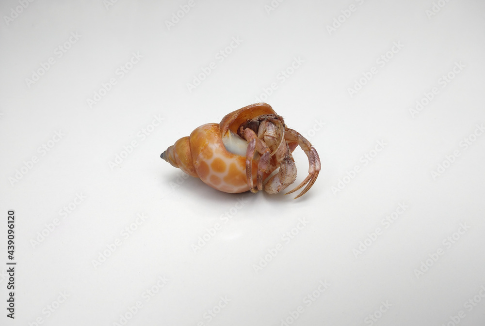 Dead Hermit crab isolated on white background Dead Hermit crab isolated on white background