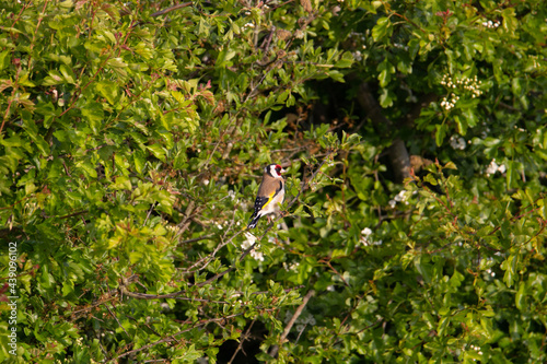 Goldfinch (Carduelis carduelis) perched at the top of a tree and isolated on a natural green background