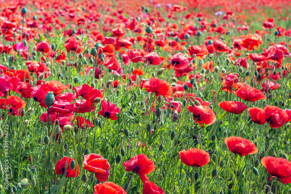 Fototapeta premium Full screen photo of budding, bright red flowering and overblown poppies in a large field. It is springtime in the Netherlands.