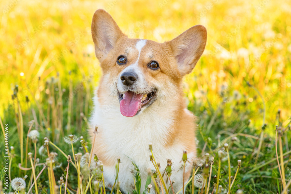 Red corgi sits in green grass with many white dandelion flowers Red corgi sits in green grass with many white dandelion flowers