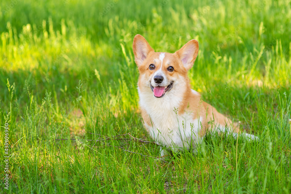 A red corgi lies on green grass and looks into the frame with his tongue out A red corgi lies on green grass and looks into the frame with his tongue out