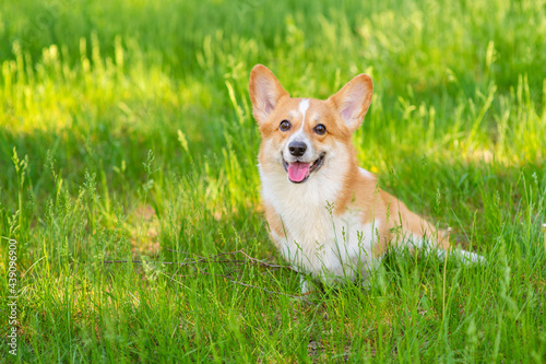 A red corgi lies on green grass and looks into the frame with his tongue out