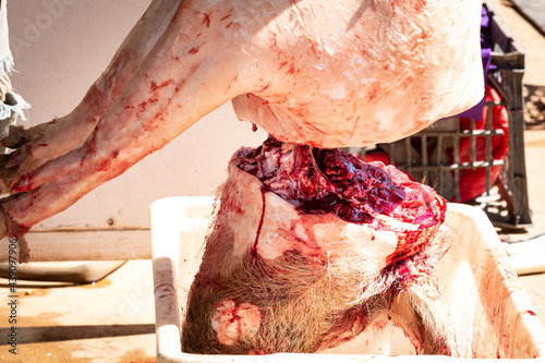 Dead young pig hanging upside down on a remote pig farm in Northern Territory, Australia photo