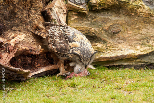 Wild eagle owl mother feeds a chick. The six-week-old white owl is still unstable on its feet in the grass. Mother has the meat in the beak