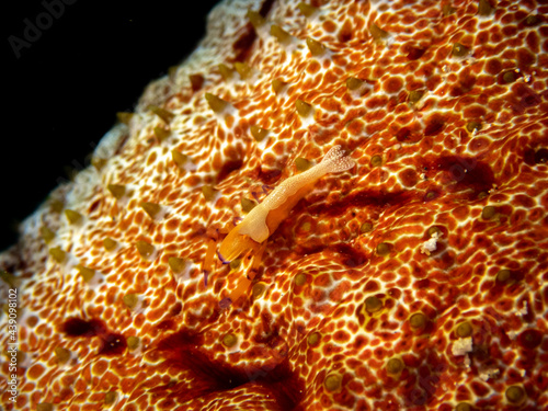 Emperor Shrimp (Periclimenes imperator), a commensal shrmp on a sea cucumber near Anilao, Philippines.  Underwater photography and travel. photo