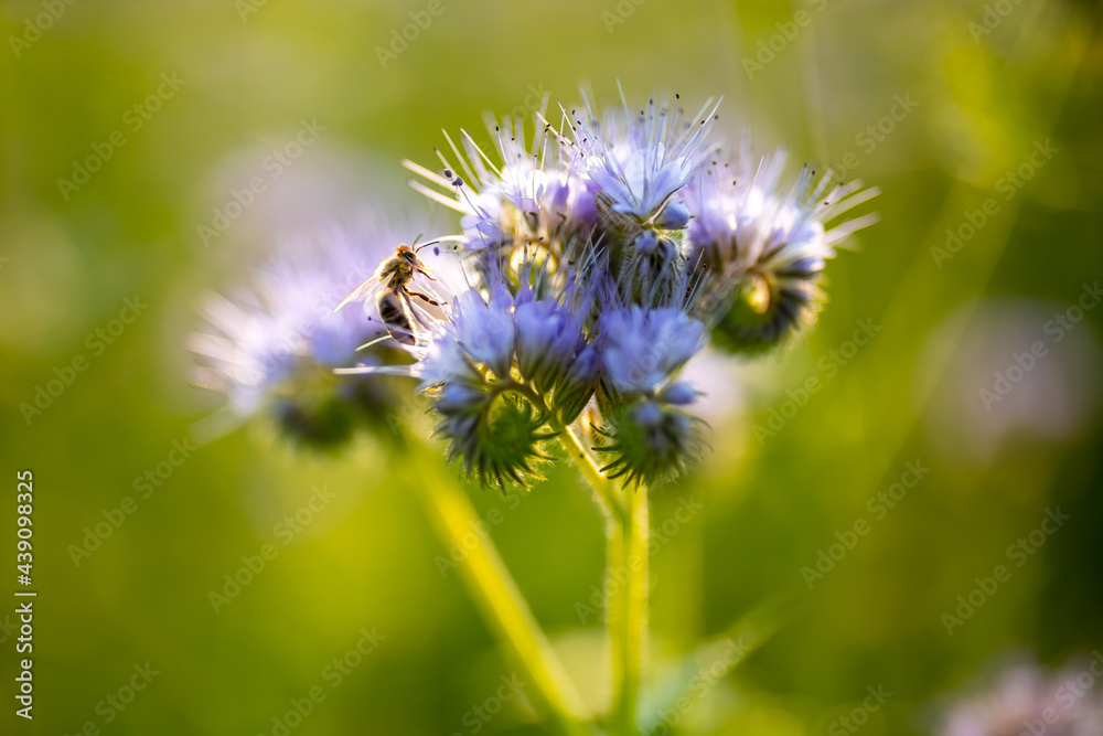 Bees harvest nectar in phacelia flower field Bees harvest nectar in phacelia flower field