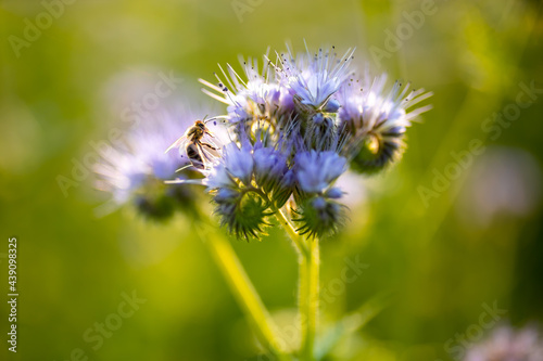 Bees harvest nectar in phacelia flower field