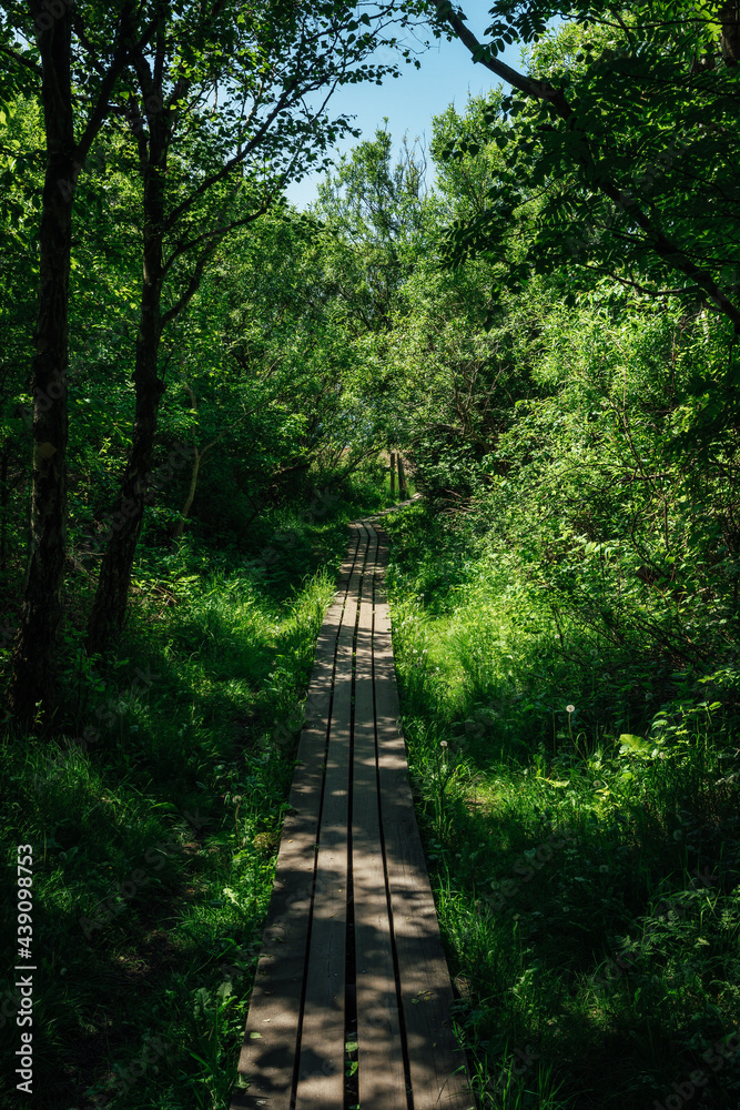 Hiking trail with wooden walkway through forest at Kullaberg nature reserve in Sweden. Hiking trail with wooden walkway through forest at Kullaberg nature reserve in Sweden.