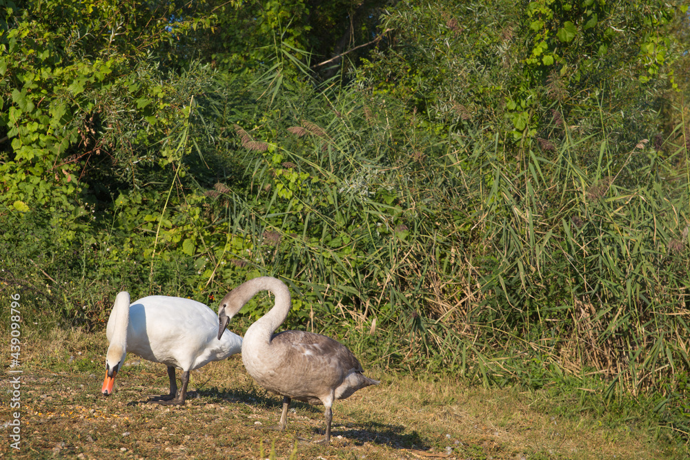 White swan parent and a young swan feeding in the wilderness. Greenery, background, text space, copy space. White swan parent and a young swan feeding in the wilderness. Greenery, background, text space, copy space.