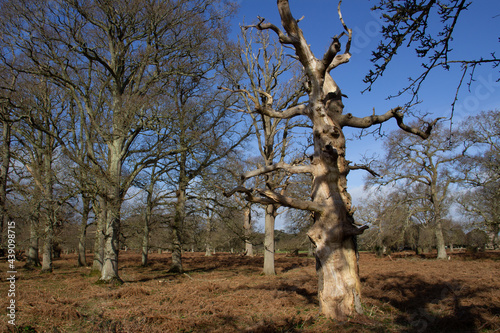 dead tree in an ancient woodland and shadows with bracken and winter bare trees against a clear blue sky