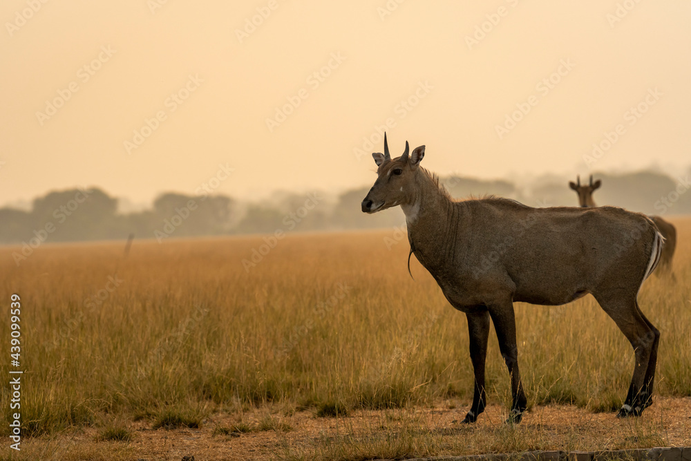 male nilgai or blue bull or Boselaphus tragocamelus a Largest Asian antelope side profile in open field or grassland in golden hour light at forest of central india male nilgai or blue bull or Boselaphus tragocamelus a Largest Asian antelope side profile in open field or grassland in golden hour light at forest of central india
