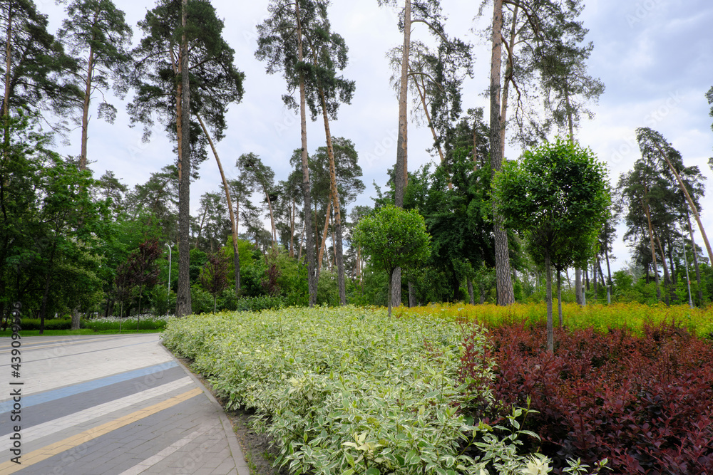 Obraz premium Beautiful summer park with trees and old pines. A big bright flower bed. Modern tile. A place for family outdoor activities and relaxation. Recreation zone. Empty space for your text or design. 