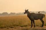 male nilgai or blue bull or Boselaphus tragocamelus a Largest Asian antelope side profile in open field or grassland in golden hour light at forest of central india