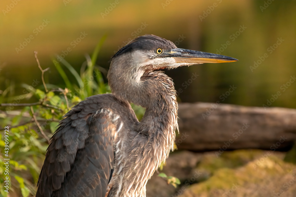 Side portrait of a Great Blue Heron in the park Side portrait of a Great Blue Heron in the park