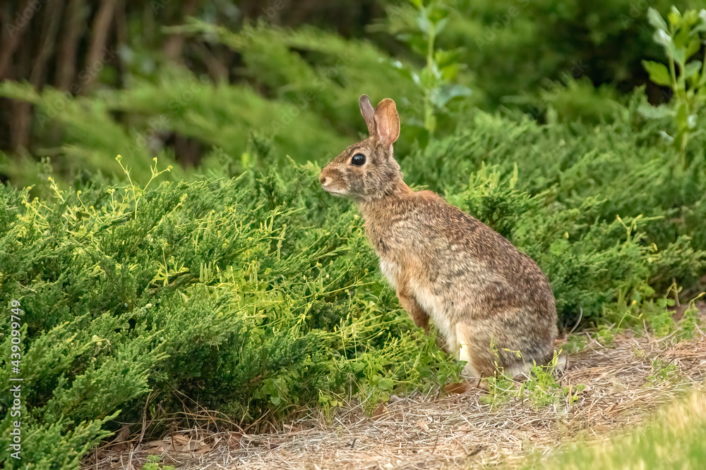 Fototapeta premium Eastern Cottontail rabbit posing for a portrait