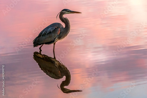 Obraz na plátne Full reflection of a Great Blue Heron standing in the colorful sunset reflection