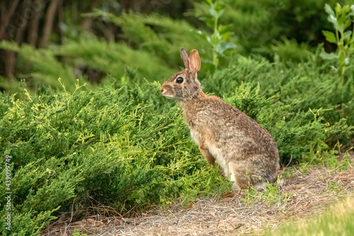 Eastern Cottontail rabbit posing for a portrait © Jason Schronce