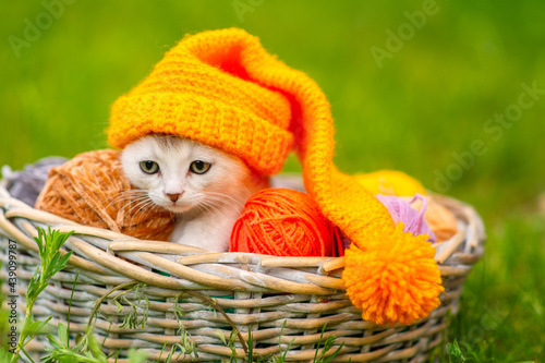 Small white fluffy kitten sitting in a wicker basket with multi-colored balls of wool with a yellow cap on his head against a background of green grass