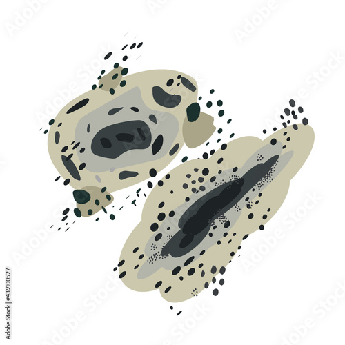 Black toxic fungi mold spores and bacterial vector illustration isolated on white background. Problem of condensation, damp and respiratory problems. Different shapes of black fungi mold