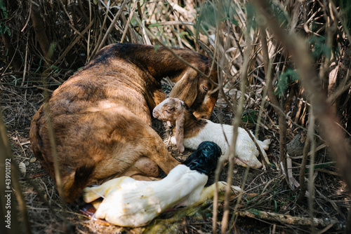 wild goat giving birth
