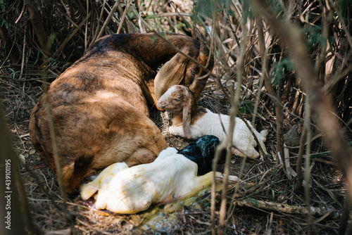 wild goat giving birth