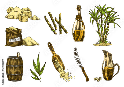 Cane sugar. Set of product from sugarcane plants. Engraving hand drawn natural organic food and natural ingredients. Fresh squeezed sugarcane in glass, sugar in heap and cubes, bamboo and rum