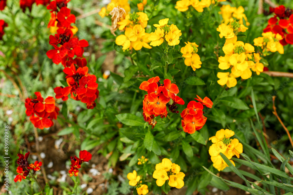 red yellow flowers red yellow flowers