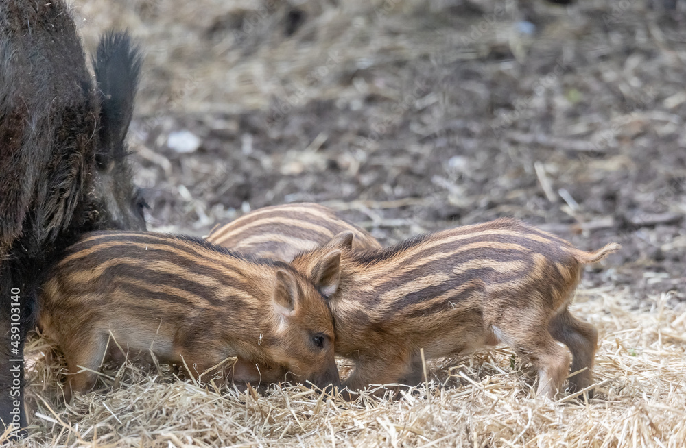 wild boar piglet