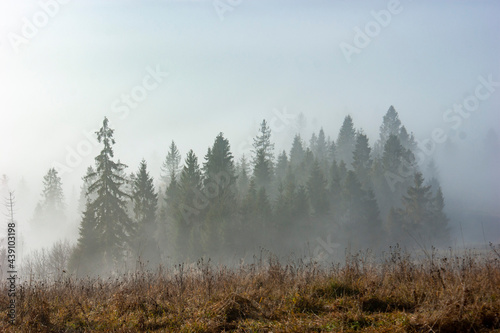 Foggy Forest