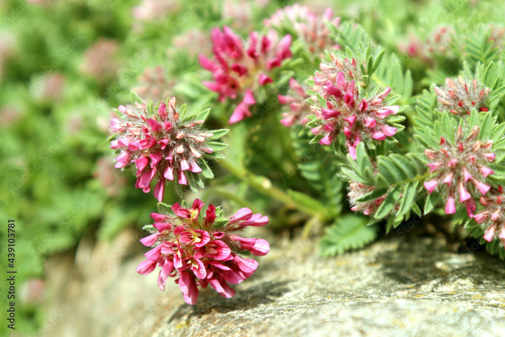 Blooming perennial Anthyllis montana, the mountain kidney vetch. The flowers are purple. Blooming perennial Anthyllis montana, the mountain kidney vetch. The flowers are purple.