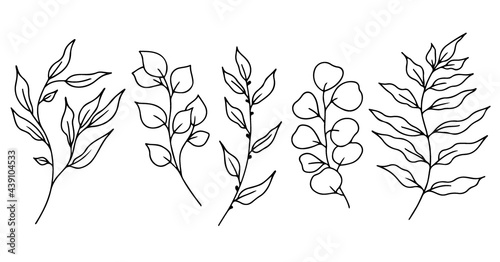 Eucalyptus doodle branch.Set of plants and tree branches with leaves and berries. Hand drawn botanical illustration. Black and white doodle vector image.