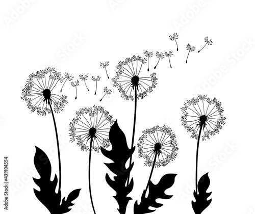 Dandelion wind blow background. Black silhouette with flying dandelion buds on a white. Abstract flying seeds. Decorative graphics for printing